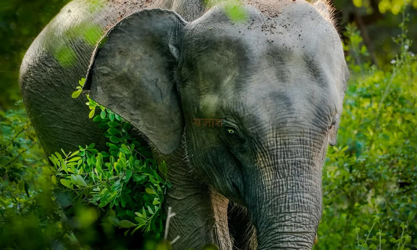 10 Day Sri Lanka Wildlife & Adventure Tour