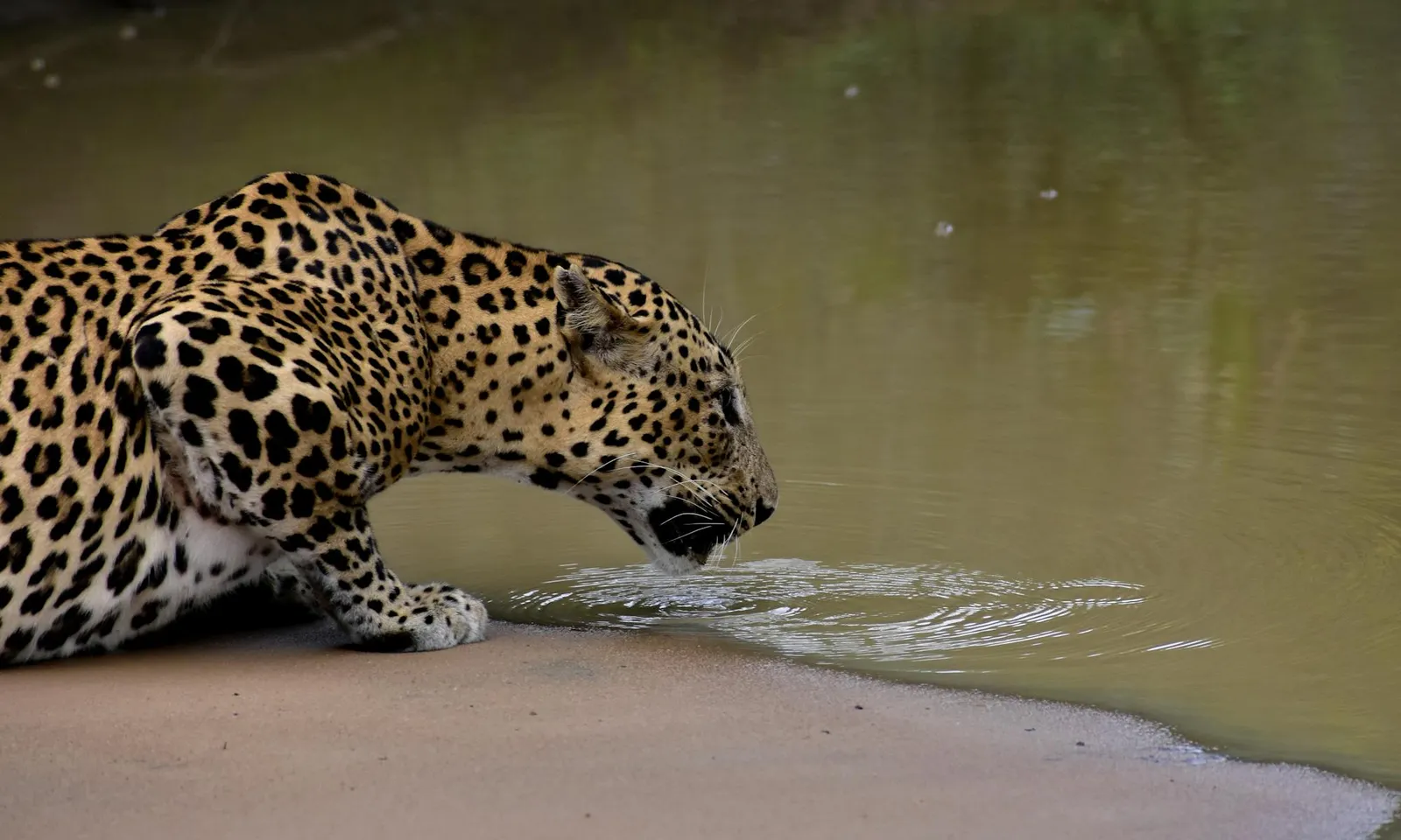 Yala / Udawalawe Safari Day Tour